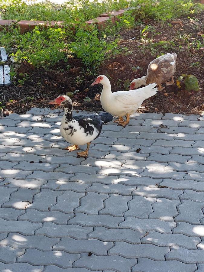 Quinta Da Choupana Ξενοδοχείο Tomar Εξωτερικό φωτογραφία