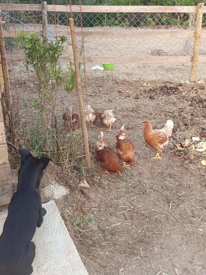 Quinta Da Choupana Ξενοδοχείο Tomar Εξωτερικό φωτογραφία