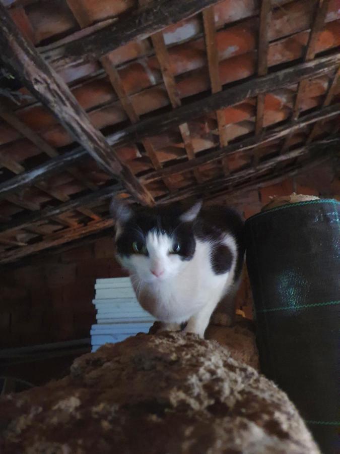 Quinta Da Choupana Ξενοδοχείο Tomar Εξωτερικό φωτογραφία