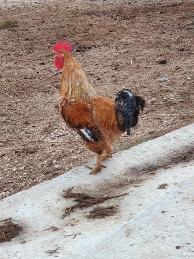 Quinta Da Choupana Ξενοδοχείο Tomar Εξωτερικό φωτογραφία